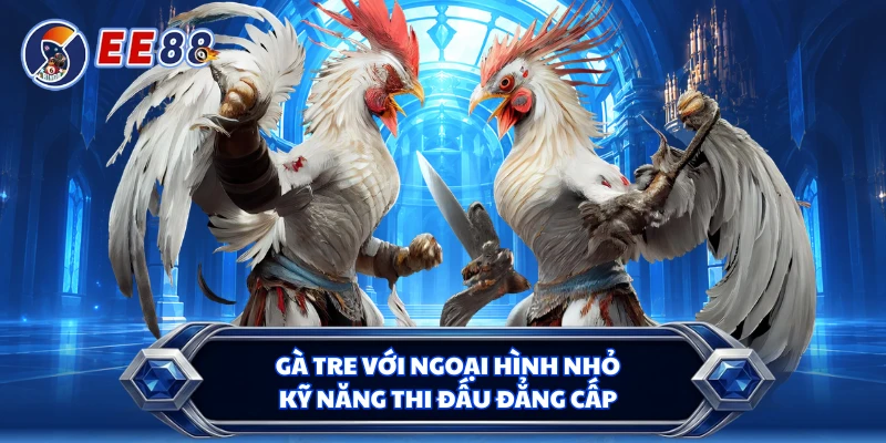 Gà tre với ngoại hình nhỏ, kỹ năng thi đấu đẳng cấp